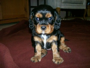 Cavalier King Charles Spaniel Puppy