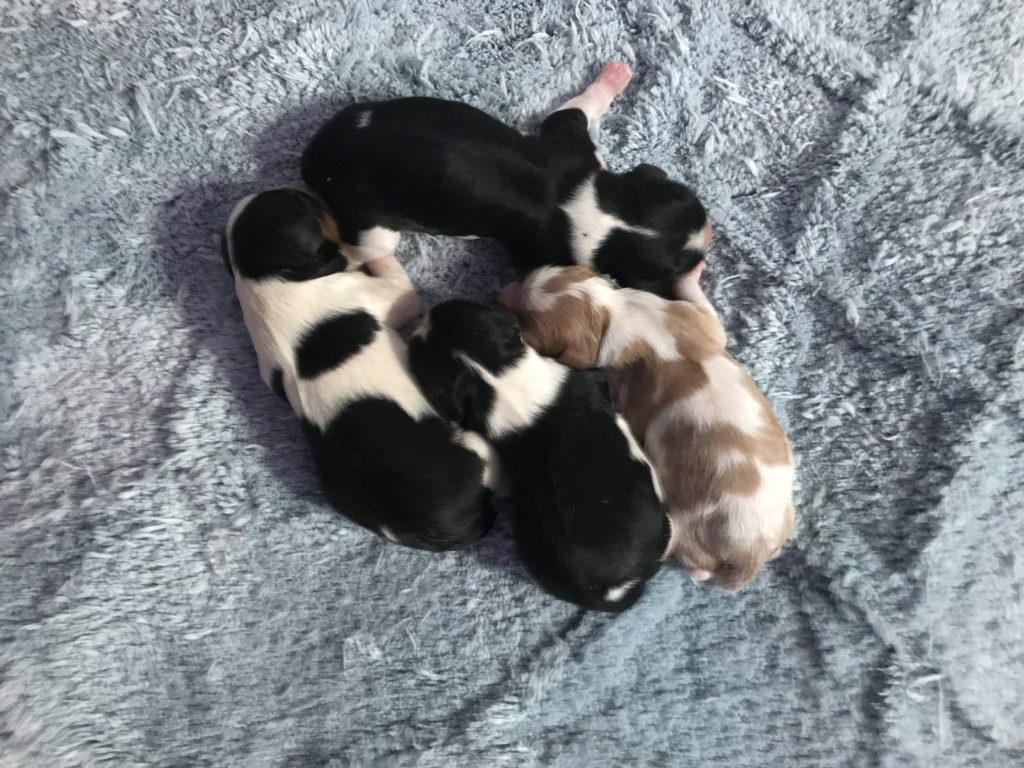 Litter Born April 21, 2018