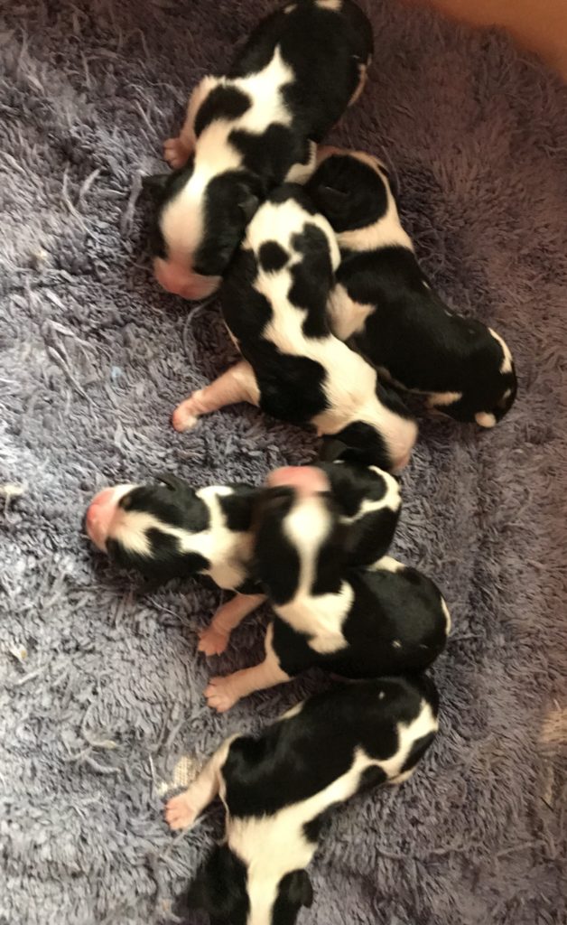 King Charles Cavalier Available Puppies