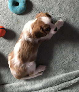 Male King Charles Cavalier Available Puppy