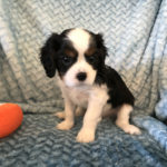 King Charles Cavalier Available Puppy