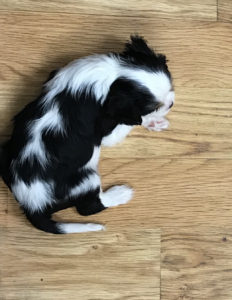 King Charles Cavalier Available Puppy