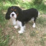 Anya is one of our female King Charles Cavaliers
