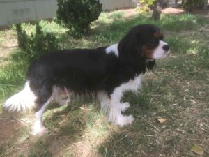 Anya is one of our female King Charles Cavaliers
