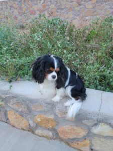Hardy is one of our male King Charles Cavaliers