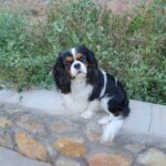 Hardy is one of our male King Charles Cavaliers