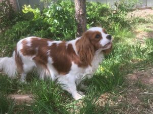 Keira is one of our female King Charles Cavaliers