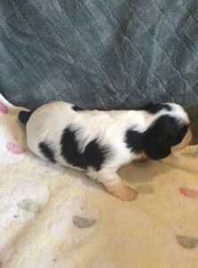 Opal is a King Charles Cavalier puppy available for adoption