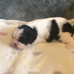 Opal is a King Charles Cavalier puppy available for adoption