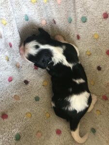 Opie is a King Charles Cavalier puppy available for adoption