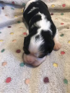 Opie is a King Charles Cavalier puppy available for adoption