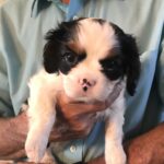 Orca is a King Charles Cavalier puppy available for adoption
