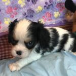 Ozzy is a King Charles Cavalier puppy available for adoption