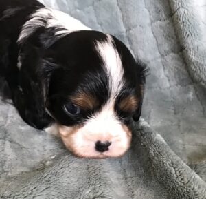 Polly is a King Charles Cavalier puppy available for adoption