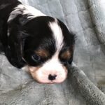 Polly is a King Charles Cavalier puppy available for adoption