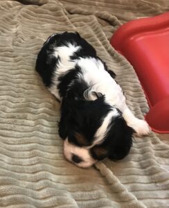 Presley is a King Charles Cavalier puppy available for adoption