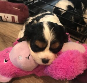 Presley is a King Charles Cavalier puppy available for adoption