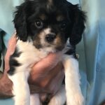 Queenie is a King Charles Cavalier puppy available for adoption