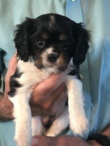 Queenie is a King Charles Cavalier puppy available for adoption