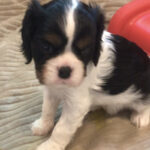 Quigly is a King Charles Cavalier puppy available for adoption