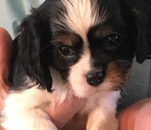 Quizzy is a King Charles Cavalier puppy available for adoption