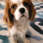 Zhan is one of our male King Charles Cavaliers