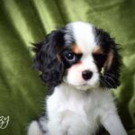 Ozzy is is a King Charles Cavalier puppy available for adoption