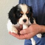 Pansy is a female King Charles Cavalier puppy available for adoption