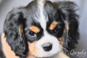 Quiggly is a King Charles Cavalier puppy available for adoption