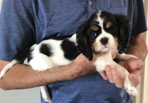 Quiggly is a King Charles Cavalier puppy available for adoption