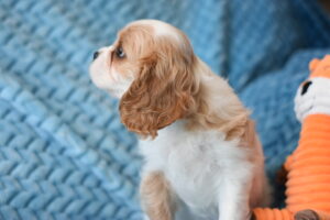 Tink is a King Charles Cavalier puppy available for adoption