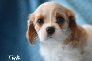 Tink is a King Charles Cavalier puppy available for adoption