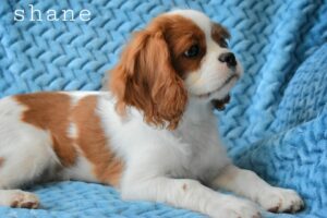 Shane is a King Charles Cavalier puppy available for adoption