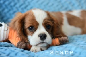 Shane is a King Charles Cavalier puppy available for adoption